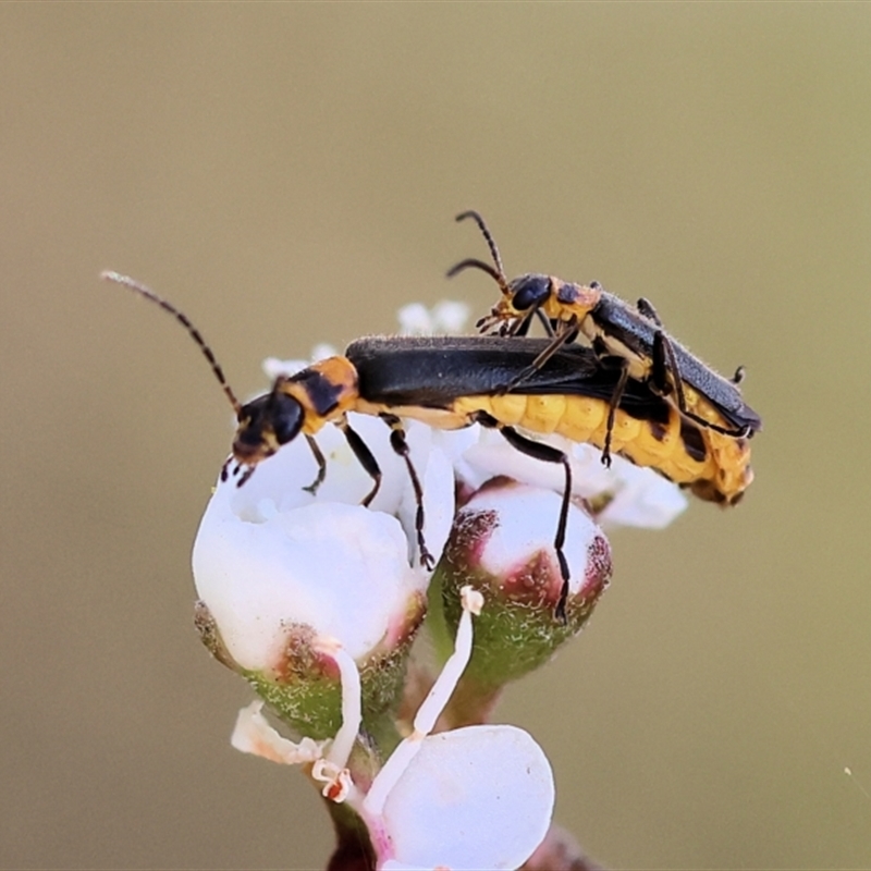 Chauliognathus sydneyanus