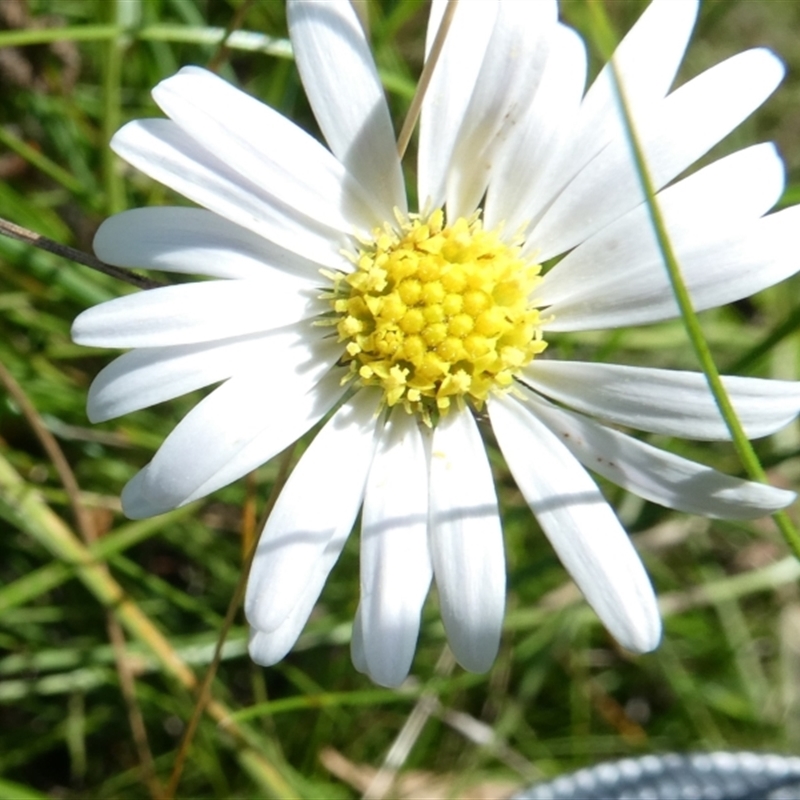 Brachyscome graminea