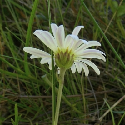 Brachyscome graminea