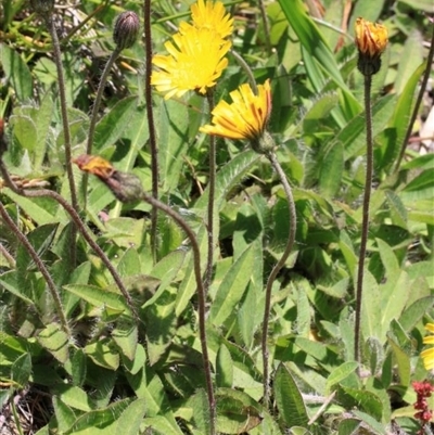 Pilosella officinarum