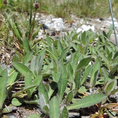 Pilosella officinarum