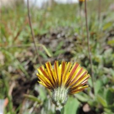 Pilosella officinarum