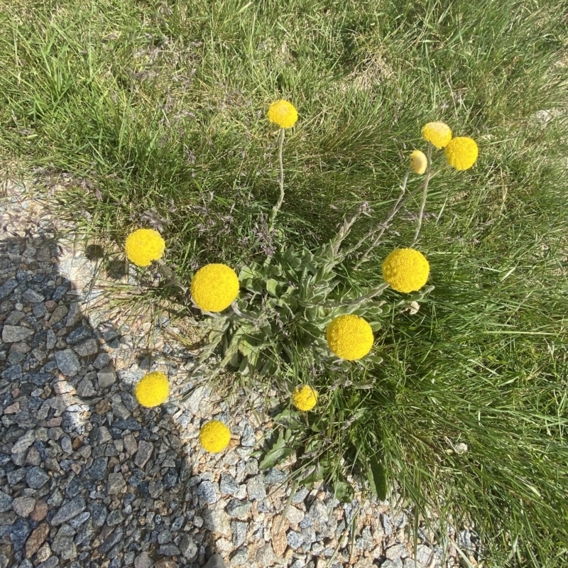 Craspedia costiniana