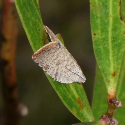 Anisogona notoplaga