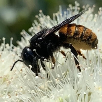 Megachile ustulata
