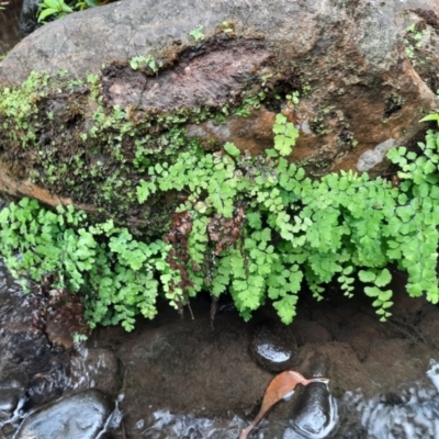 Adiantum sp.