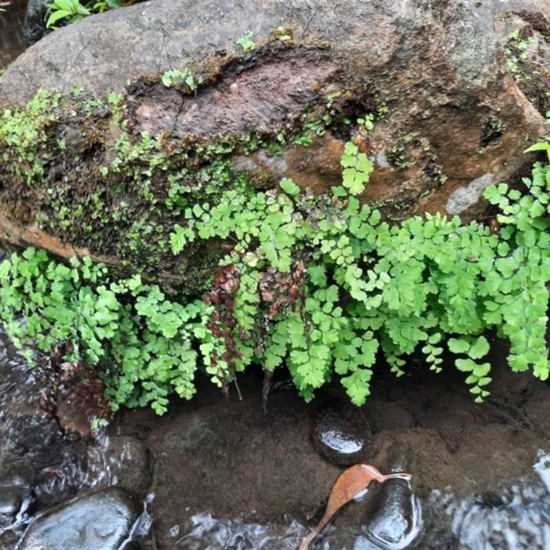 Adiantum sp.