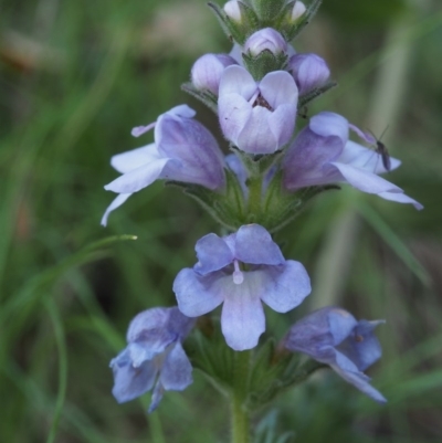 Euphrasia collina subsp. speciosa