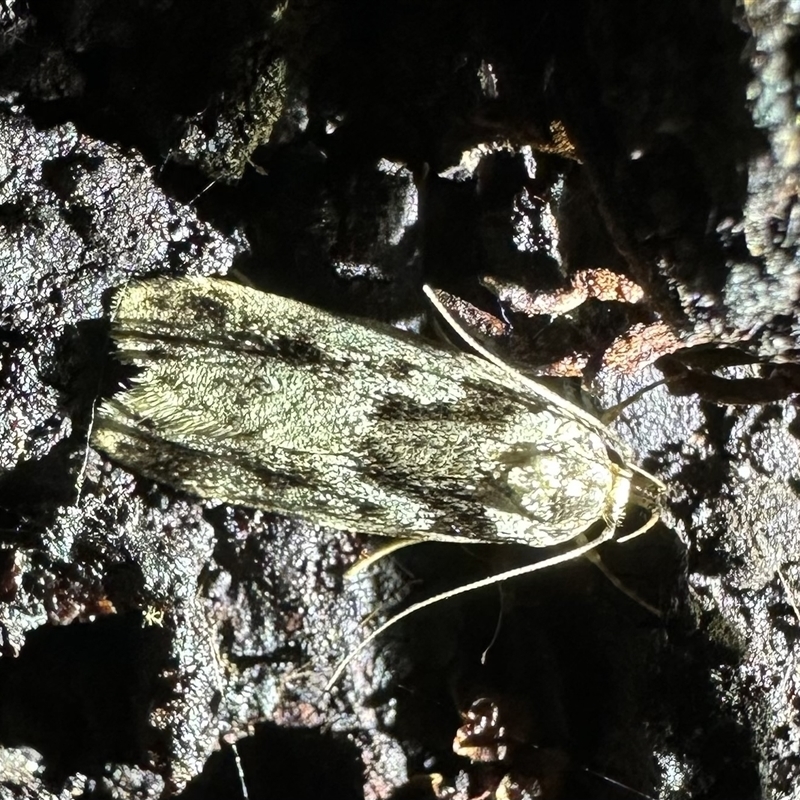 Barea basigramma