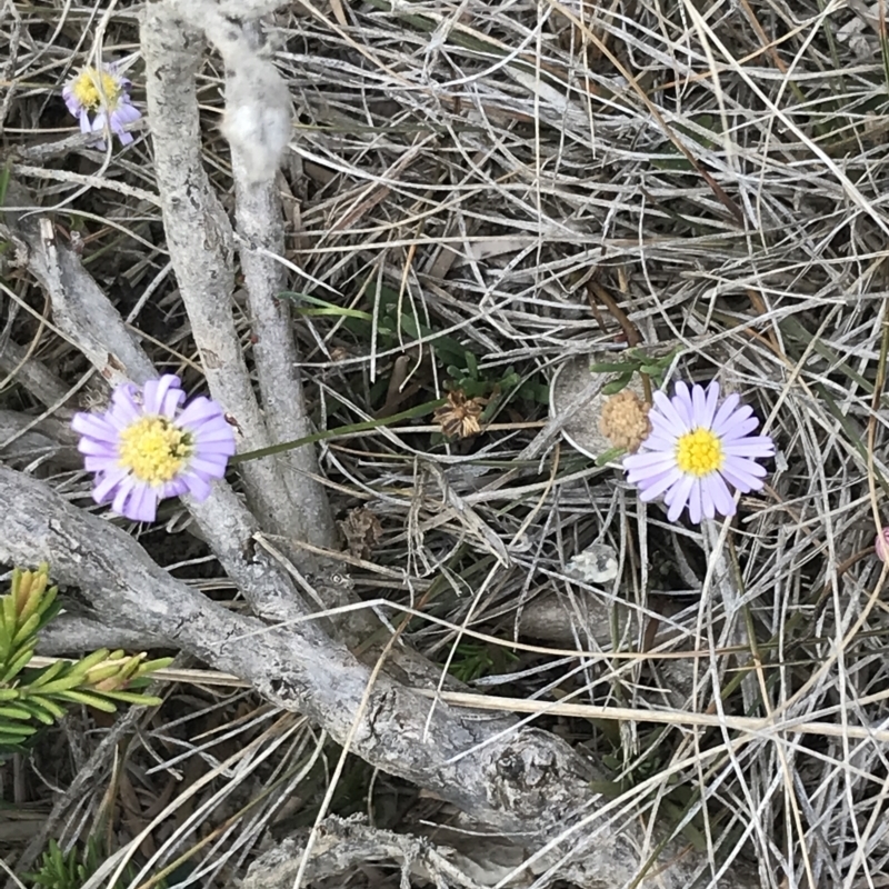 Brachyscome parvula