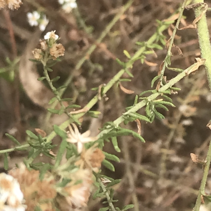 Olearia glutinosa