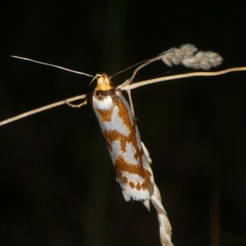 Myrascia bracteatella