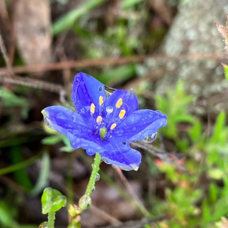 Chamaescilla corymbosa