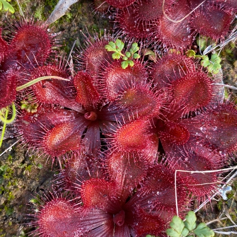 Drosera abberans