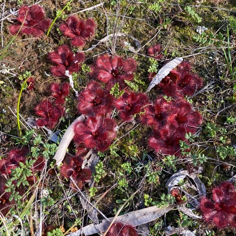 Drosera abberans