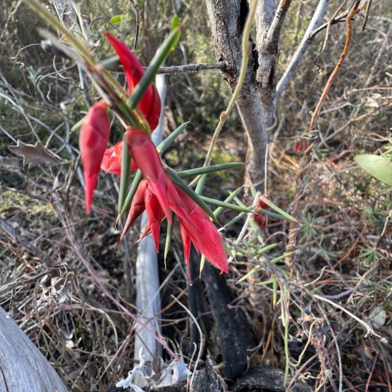 Stenanthera conostephioides