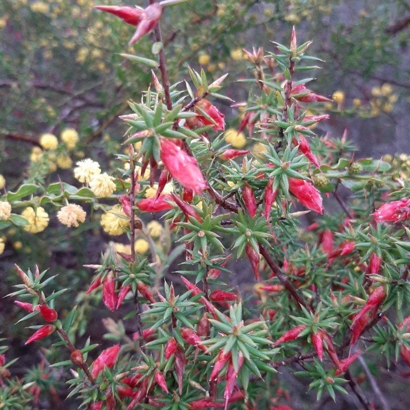 Stenanthera conostephioides