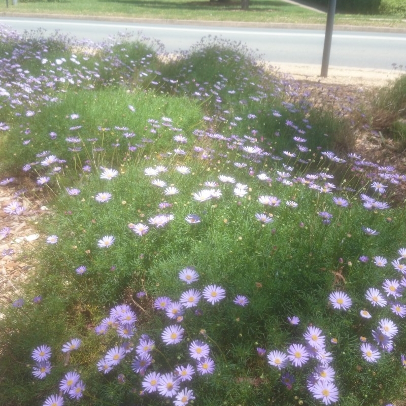 Brachyscome multifida