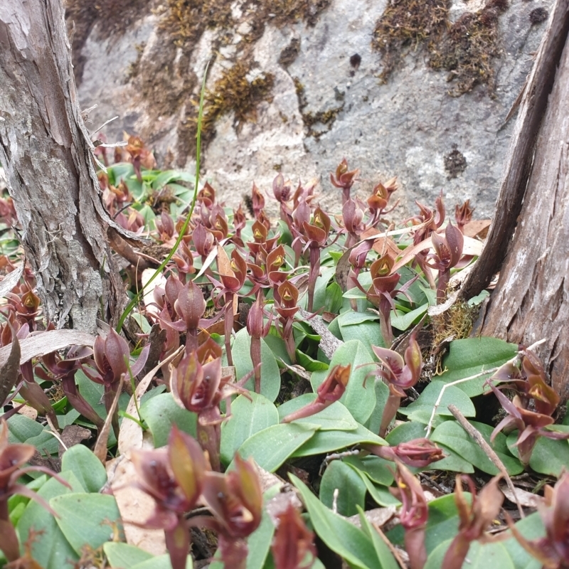 Chiloglottis triceratops