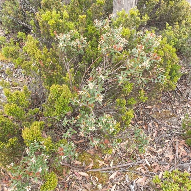 Gaultheria hispida