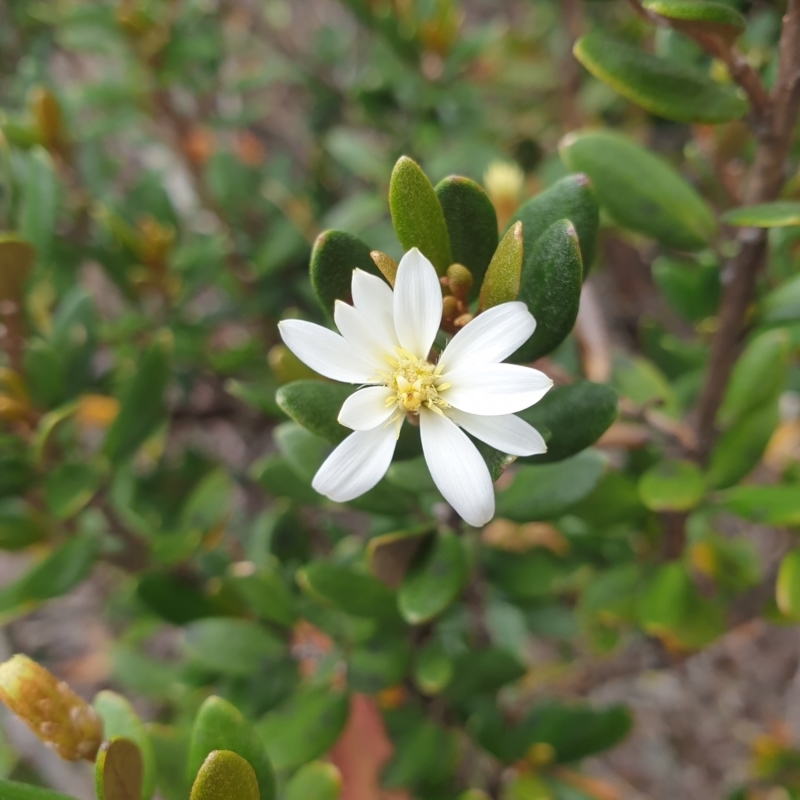 Olearia tasmanica