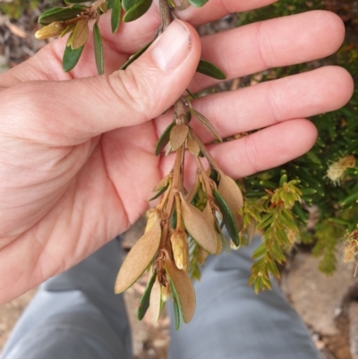 Olearia tasmanica