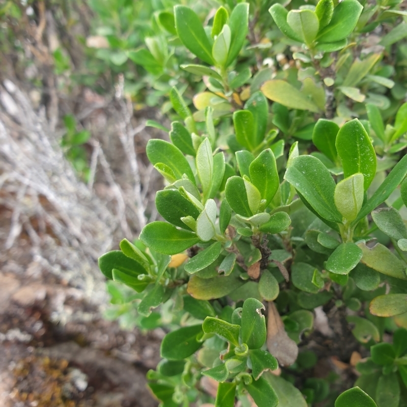 Ozothamnus antennaria