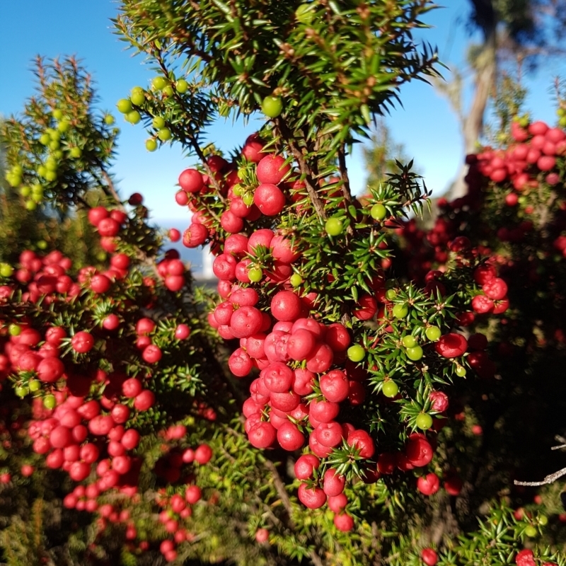 Leptecophylla parvifolia