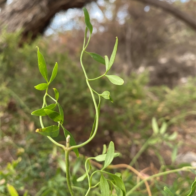 Clematis microphylla