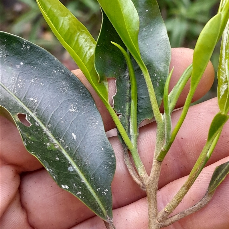 Geijera salicifolia
