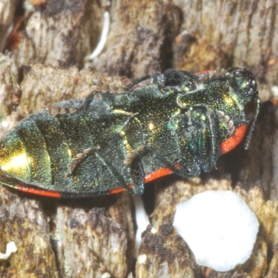 Castiarina watkinsi