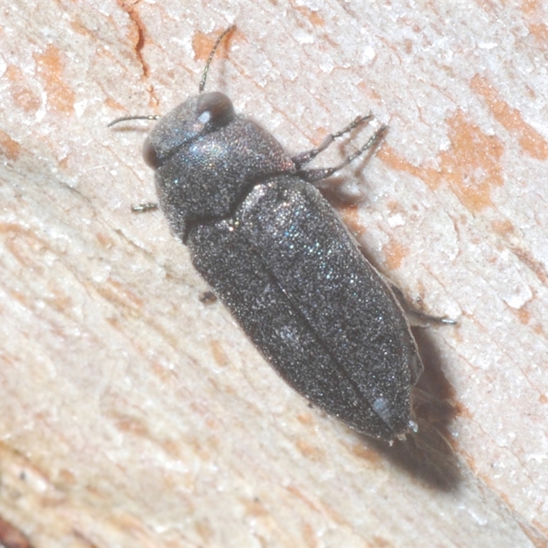 Pseudanilara sp. (genus)