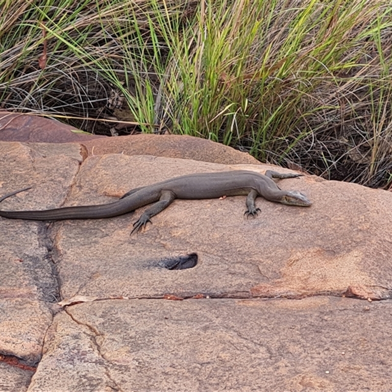 Varanus mertensi