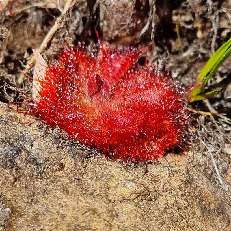 Drosera burmanni