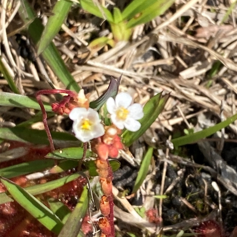 Drosera burmanni