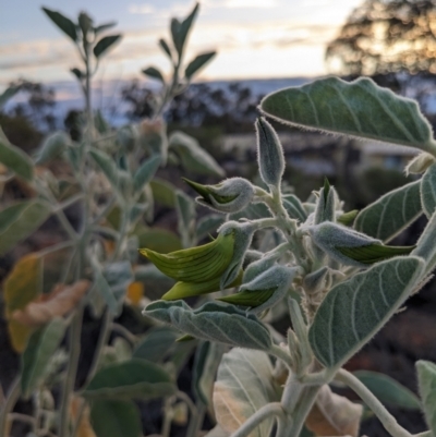 Crotalaria cunninghamii