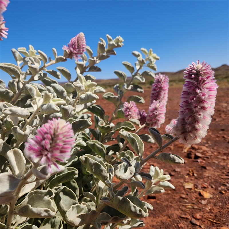 Ptilotus rotundifolius