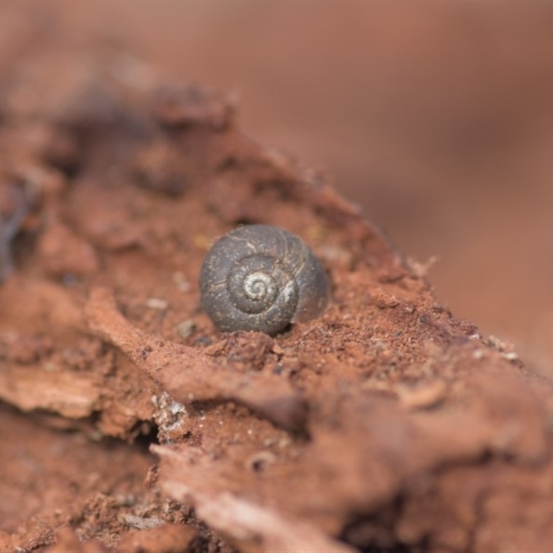 Camaenidae (family)