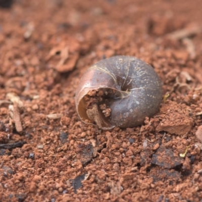 Camaenidae (family)