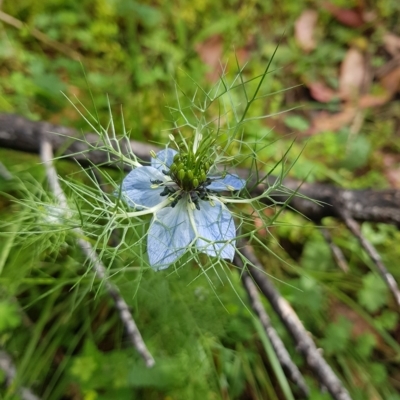 Nigella damascena