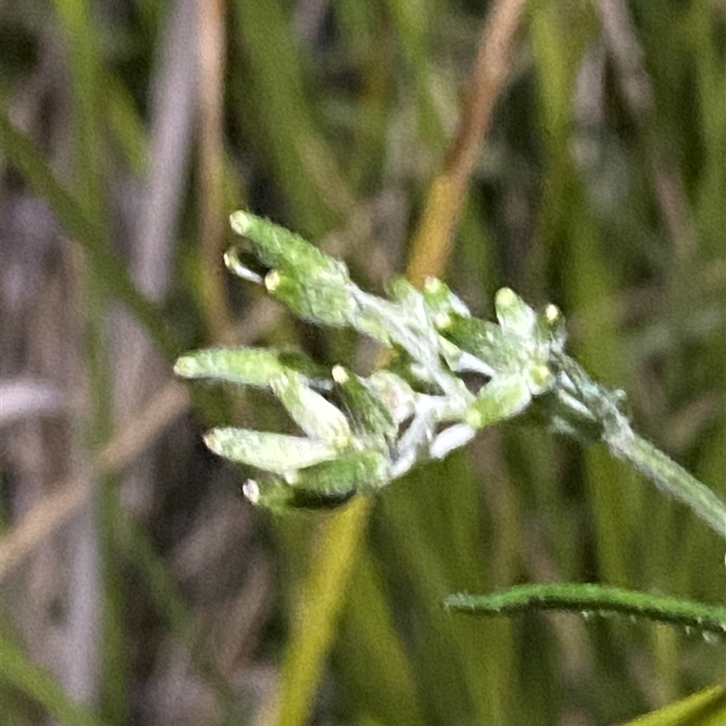 Senecio campylocarpus