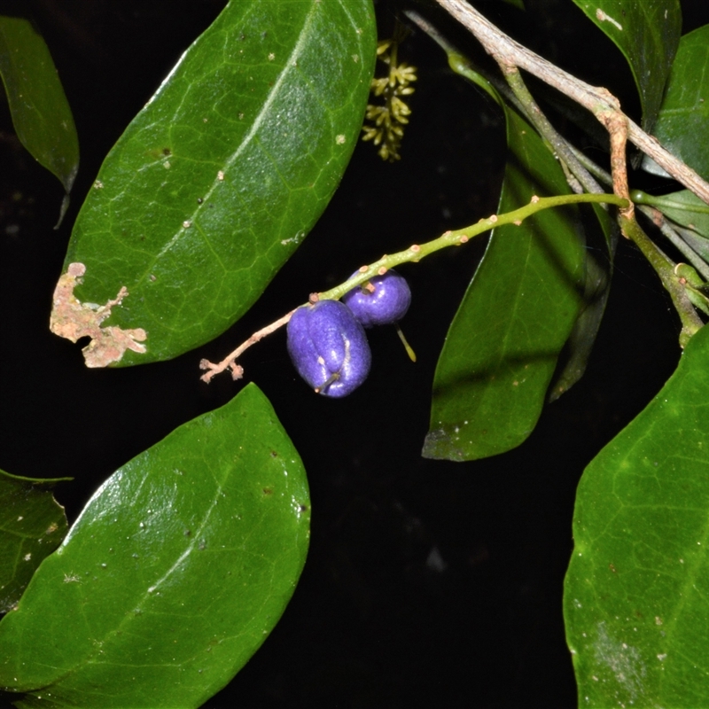 Helicia glabriflora