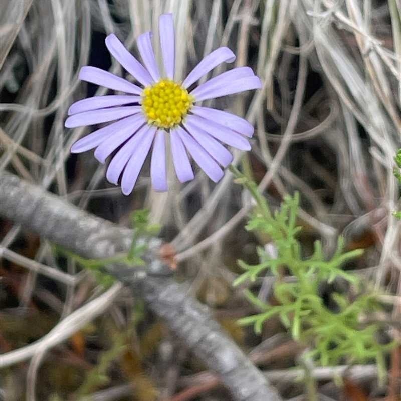 Brachyscome rigidula