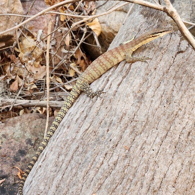 Varanus glauerti