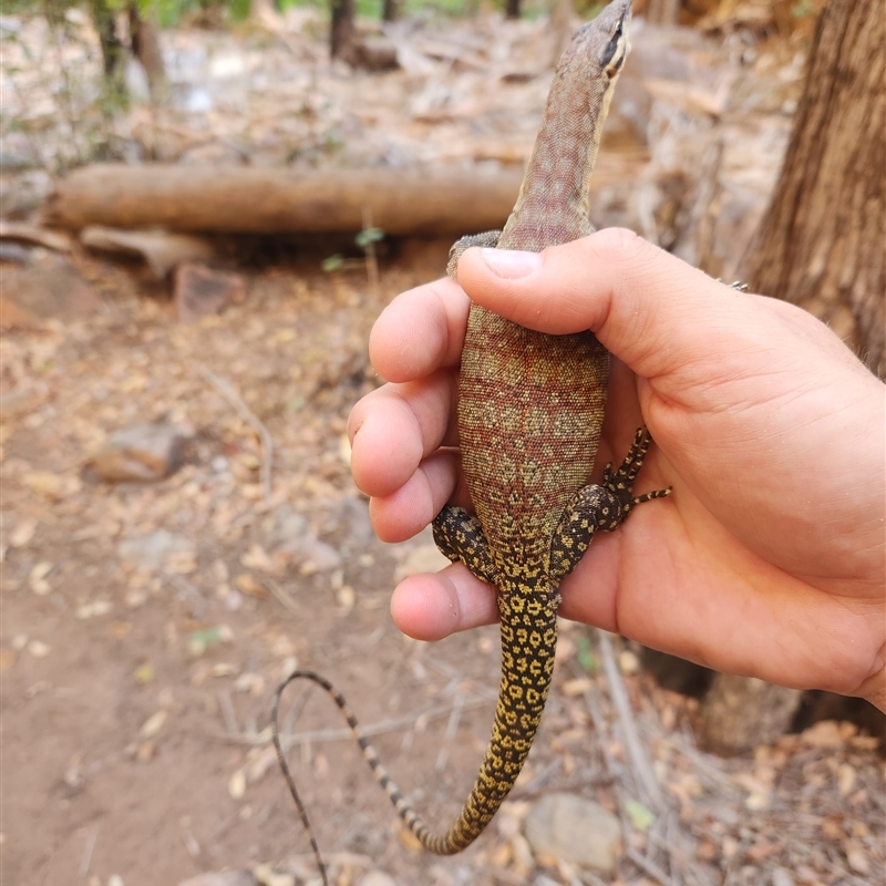 Varanus glauerti