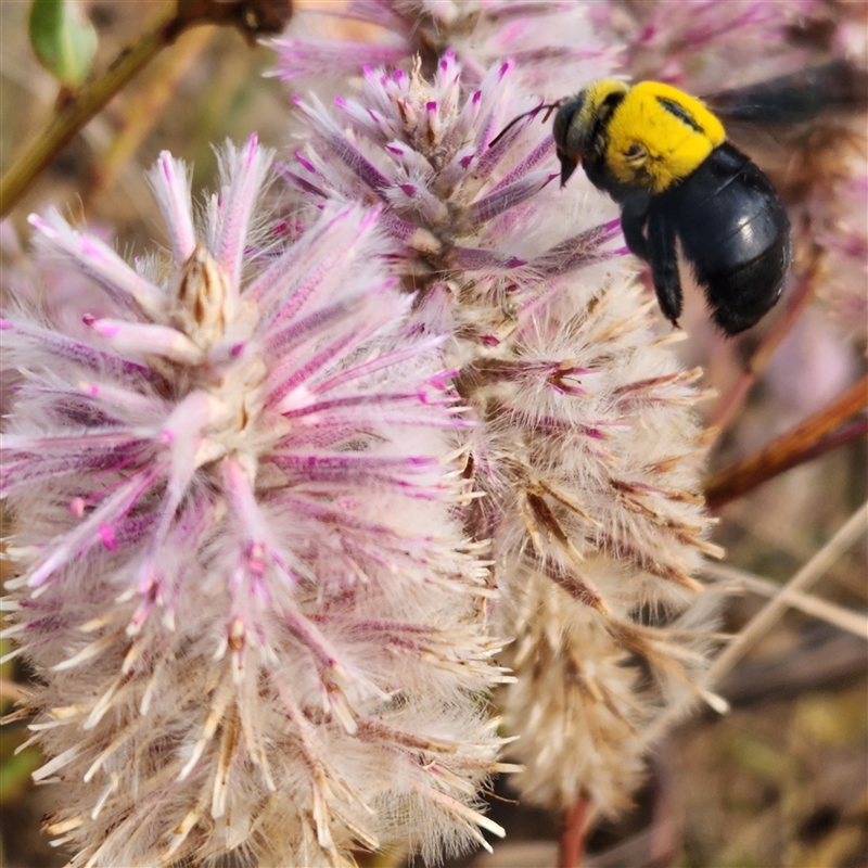 Xylocopa (Koptortosoma) sp. (genus)