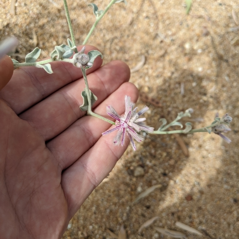 Ptilotus semilanatus