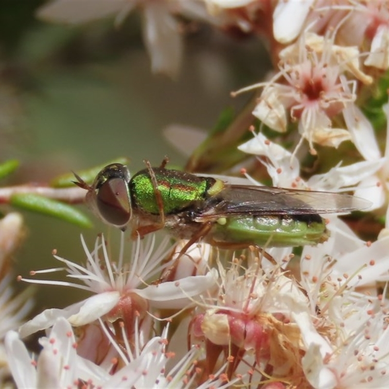 Odontomyia decipiens