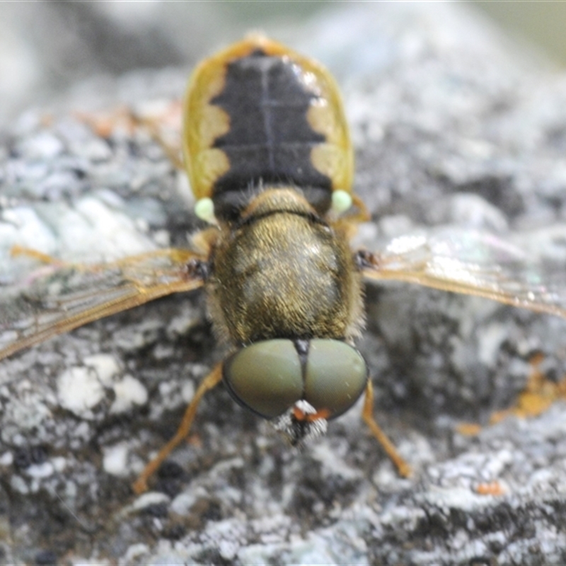 Odontomyia decipiens