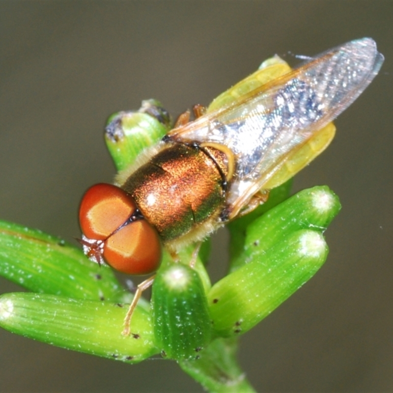 Odontomyia sp. (genus)